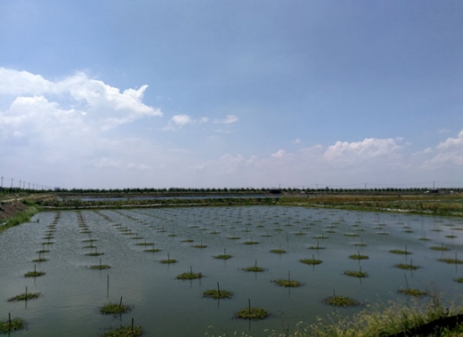 大闸蟹养殖基地