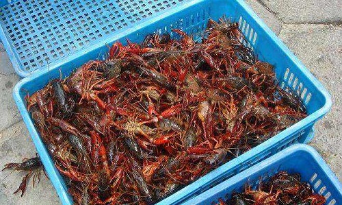 湖北大闸蟹批发