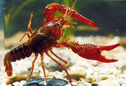 蝲蛄与小龙虾的区别? 湖北大闸蟹厂家