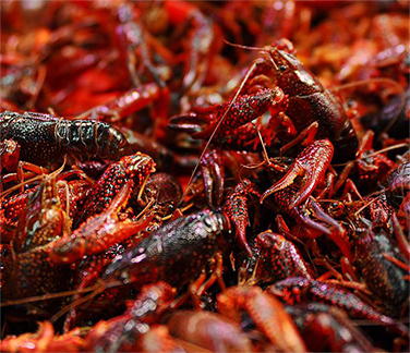 湖北大闸蟹厂家