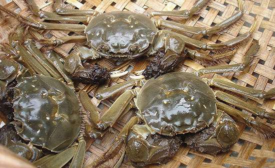 湖北大闸蟹批发