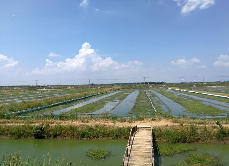 湖北小龙虾批发