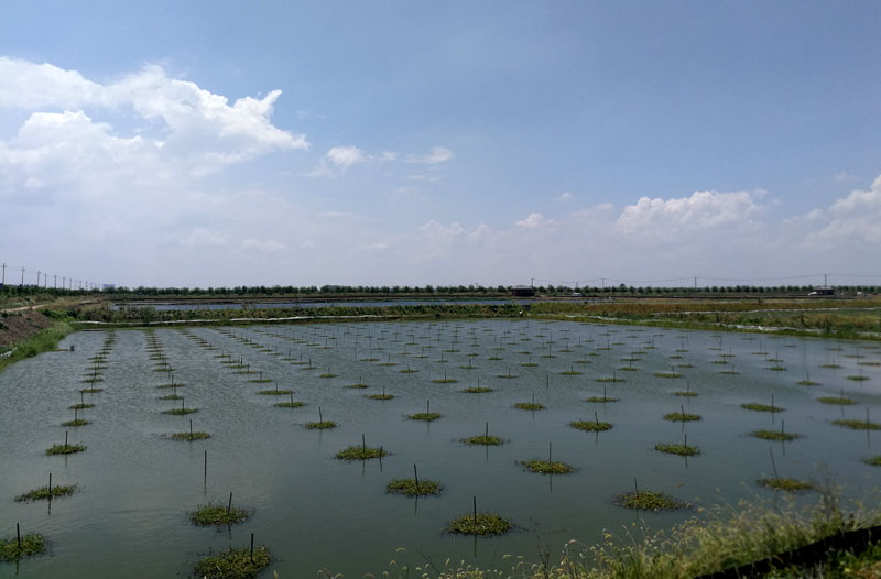 湖北大闸蟹批发