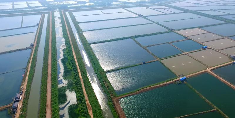湖北大闸蟹批发