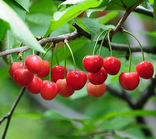 樱桃和车厘子区别 湖北大闸蟹厂家