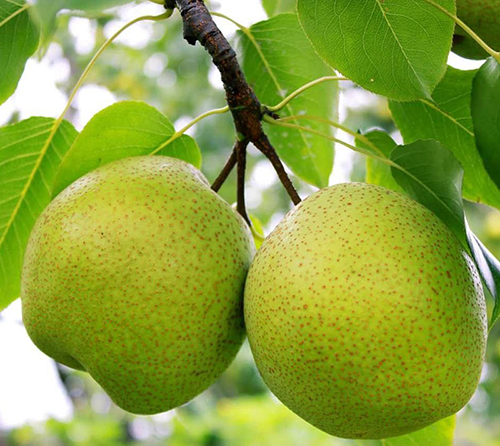 梨如何长期保存? 湖北大闸蟹厂家