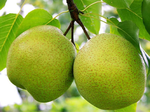 南河古渡梨子 湖北大闸蟹厂家