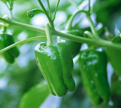 如何挑选好的青椒 湖北大闸蟹批发