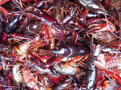 湖北大闸蟹批发 湖北大闸蟹批发