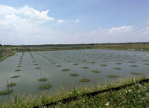 湖北大闸蟹厂家