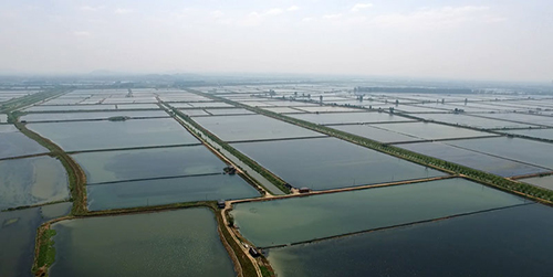 湖北小龙虾批发 湖北小龙虾批发