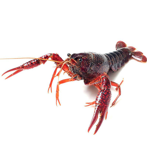 湖北小龙虾批发