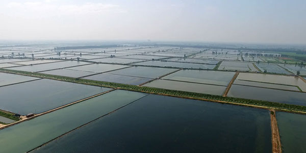 湖北大闸蟹批发 湖北大闸蟹批发