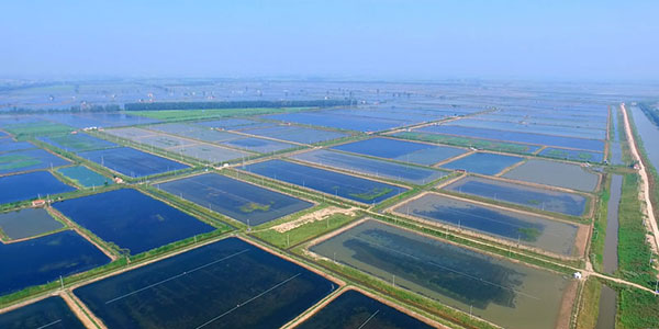 湖北大闸蟹批发 湖北大闸蟹批发