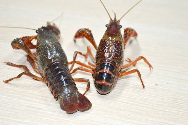 湖北小龙虾 湖北小龙虾批发